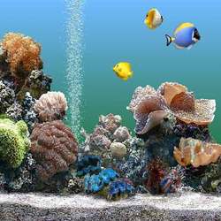 Manufacturers Exporters and Wholesale Suppliers of Marine Water Aquariums Faridabad Haryana
